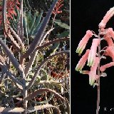 Aloe decaryi (Madagascar)
